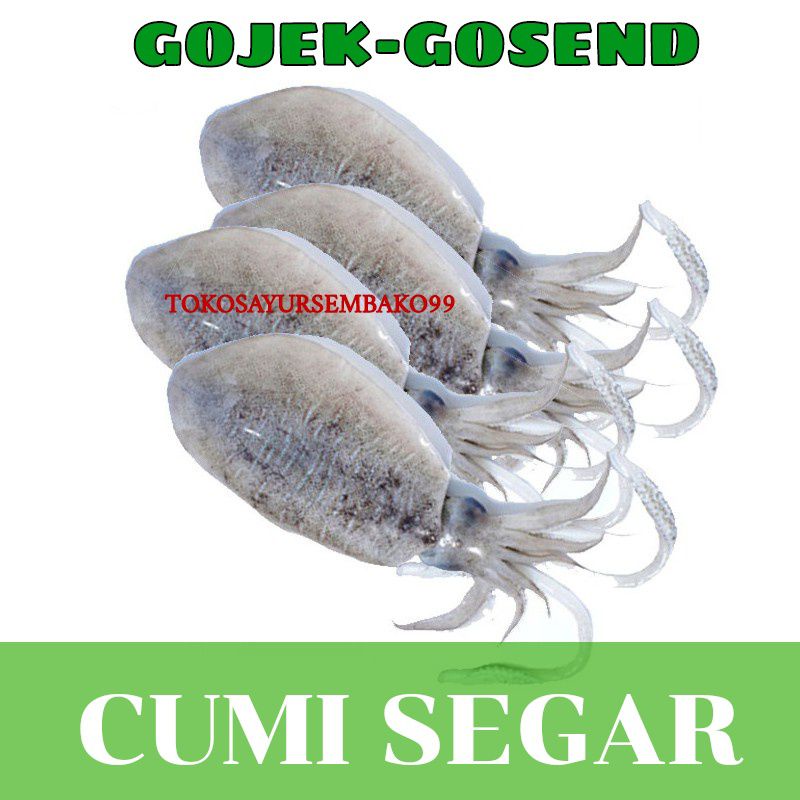 Jual Ikan Cumi Cumi Seafood Segar Fresh 250gr 1 Kg Surabaya Shopee