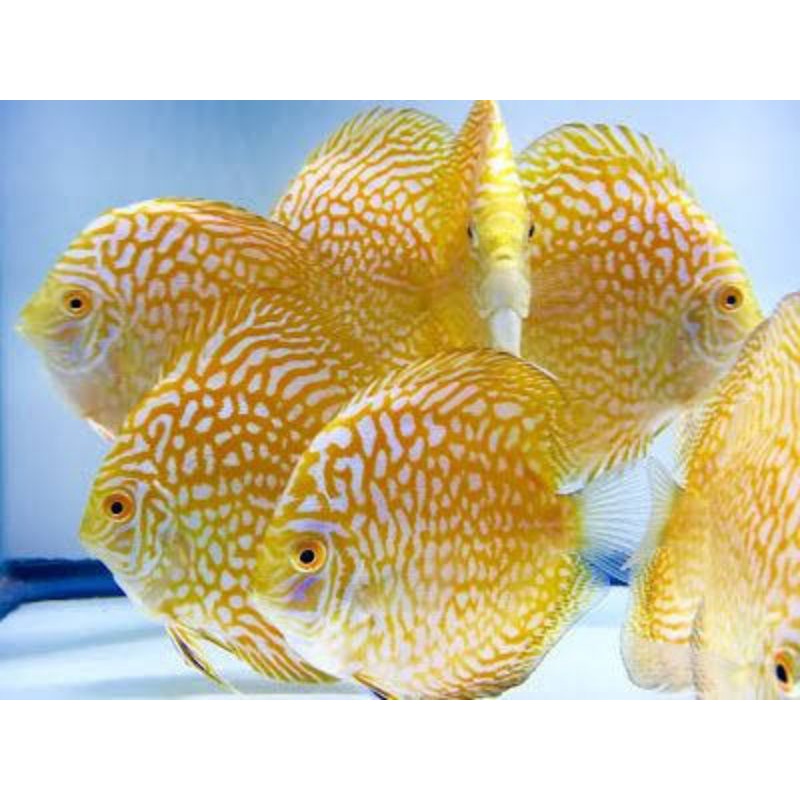 Jual Ikan Discus Size 2 Inc Pigeon Yellow Shopee Indonesia