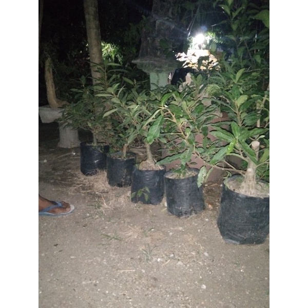 Jual Program Bonsai Loa Shopee Indonesia