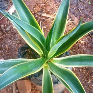 Jual Siklok Agave Tanaman Hias Shopee Indonesia