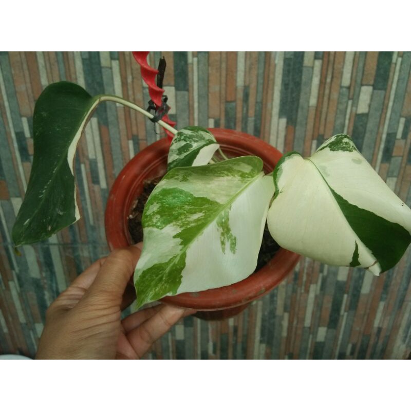 Jual Monstera Variegata White Tiger Corak Mewah Realpict Shopee Indonesia