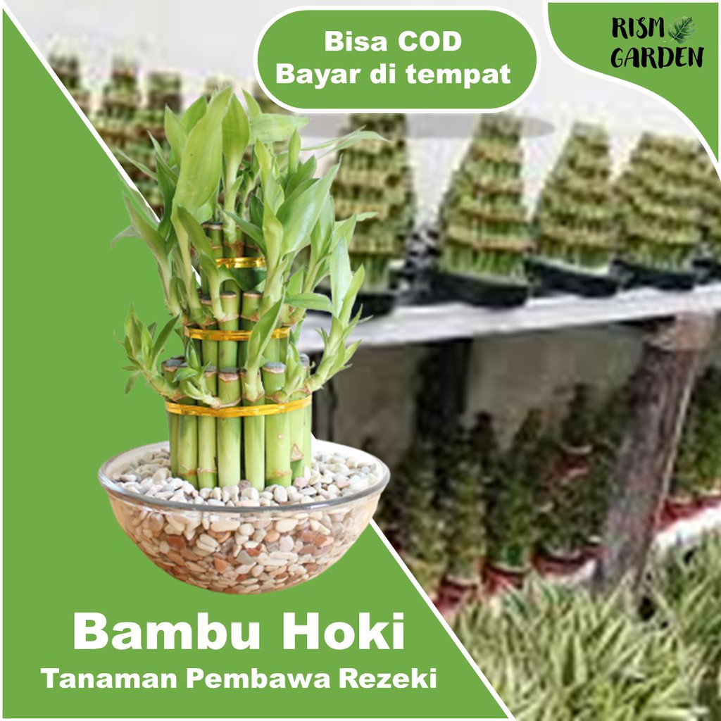 Jual Paket Cantik Bambu Hoki Bambu Cina Lucky Bamboo Sri Rezeki Tiga