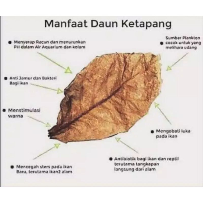 Jual Daun Ketapang Kering Asli Lembar Helai Katapang Bonus Lembar