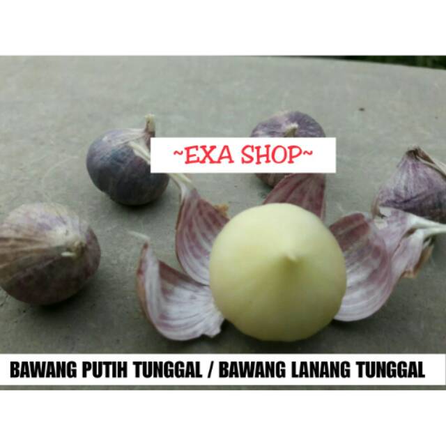 Jual Bawang Putih Tunggal Bawang Lanang Tunggal 1 Kg Shopee Indonesia