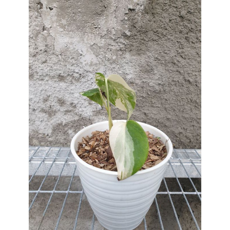 Jual Monstera Albo Borsigiana Variegata Ggmabv Shopee Indonesia