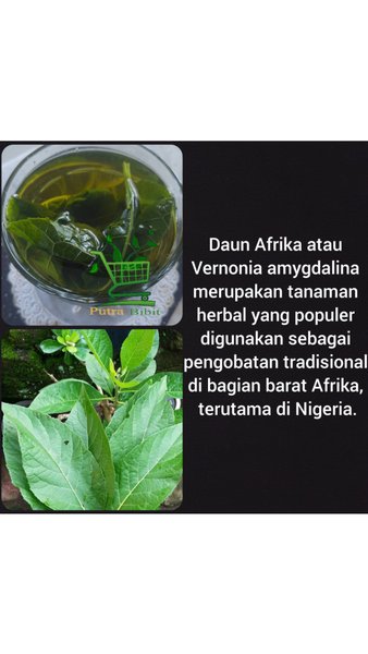 Jual Bibit Pohon Daun Afrika Tanaman Herbal Shopee Indonesia