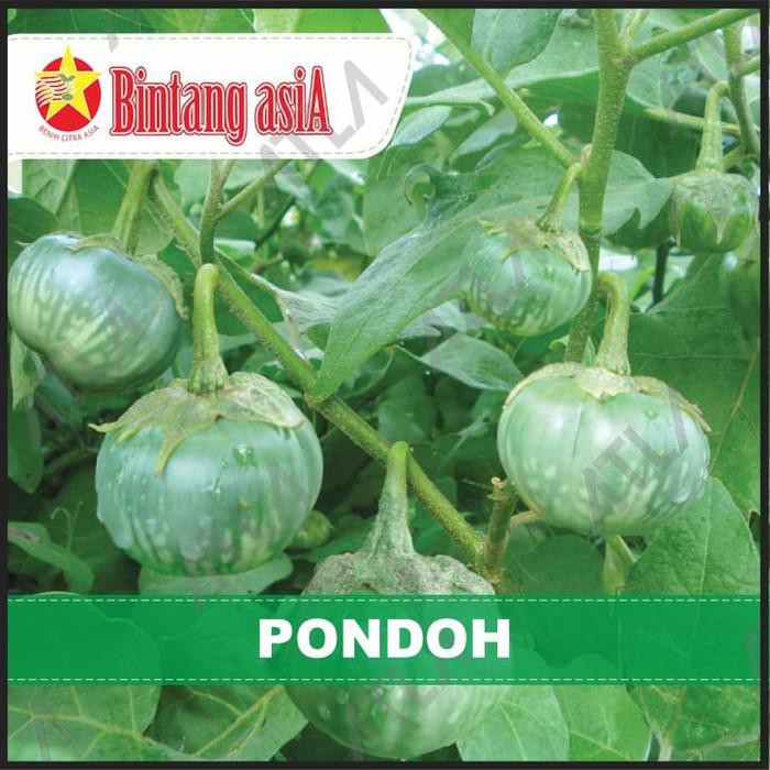 Jual BENIH TERONG BULAT HIJAU PONDOH BIJI SAYUR BIBIT TANAMAN BINTANG