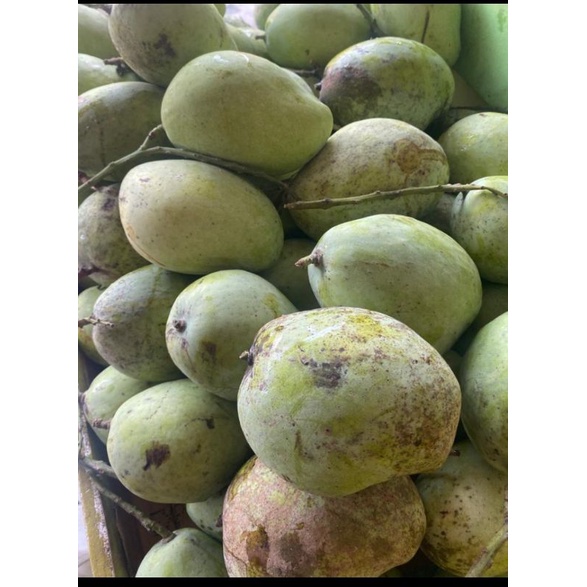 Jual Buah Mangga Indramayu 1kg Shopee Indonesia