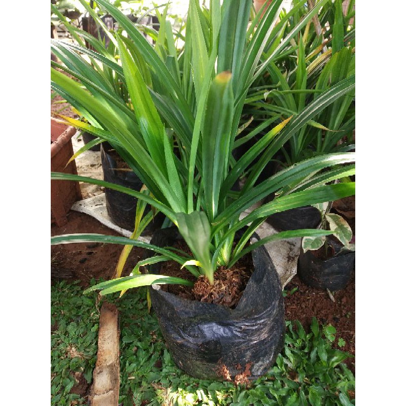 Jual Tanaman Pohon Pandan Wangi Tanaman Herbal Daun Pandan Shopee