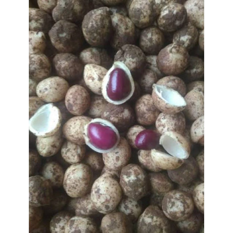 Jual Kacang Polong Bogor Kacang Banten Tua Mentah 1 Kg Shopee Indonesia