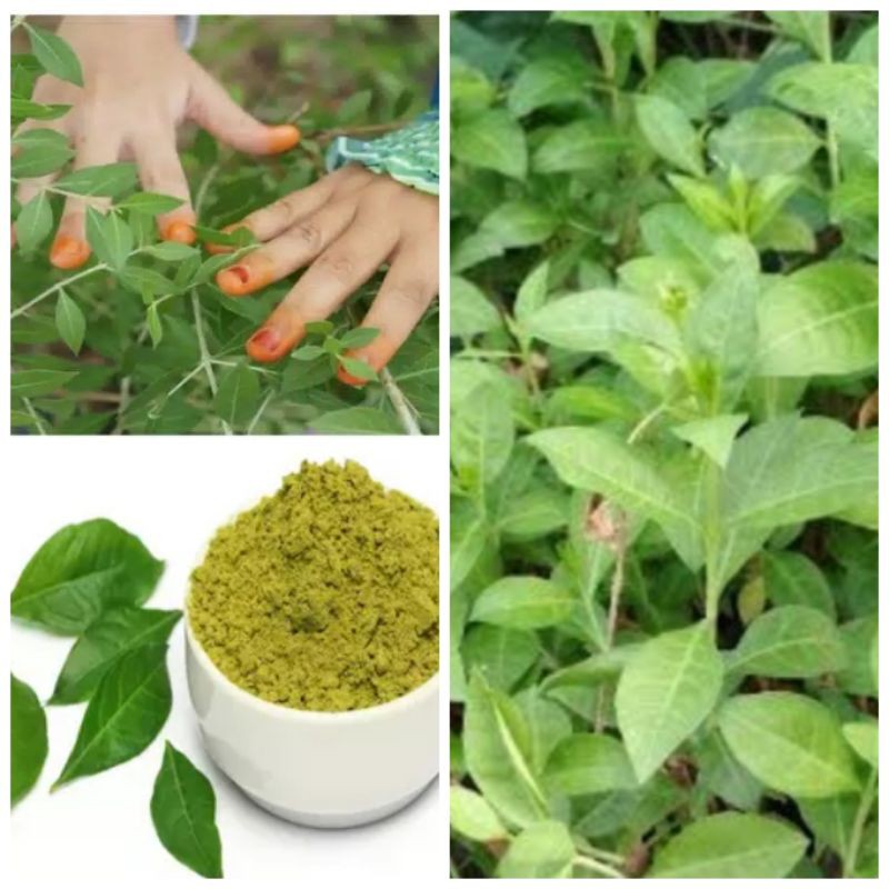 Jual Daun Henna Segar Innai Daun Pacar Kuku Bisa Untuk Herbal Obat