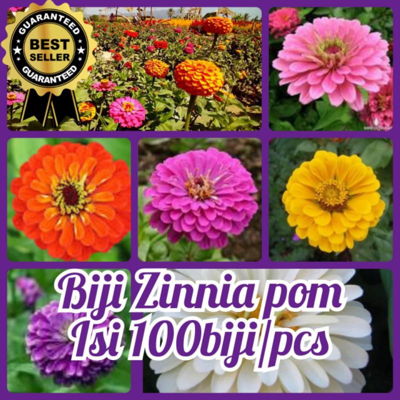 Jual Biji Bunga Zinnia Pom Isi 100 Pcs Flower Seeds Benih Tanaman Hias