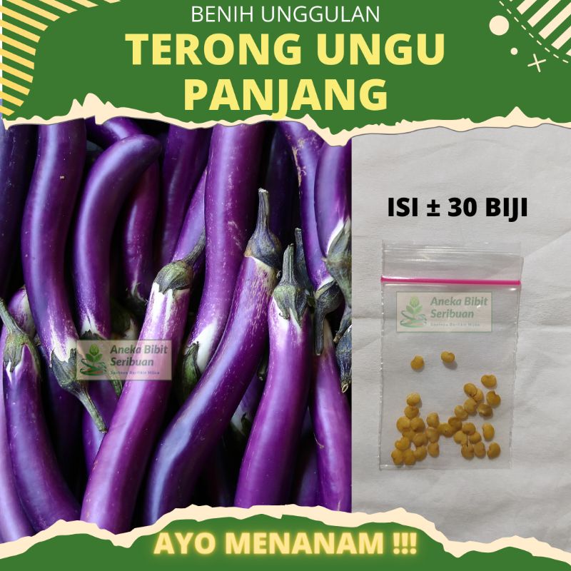 Jual Benih Terong Ungu Panjang F Tangguh Unggul Berkualitas Benih