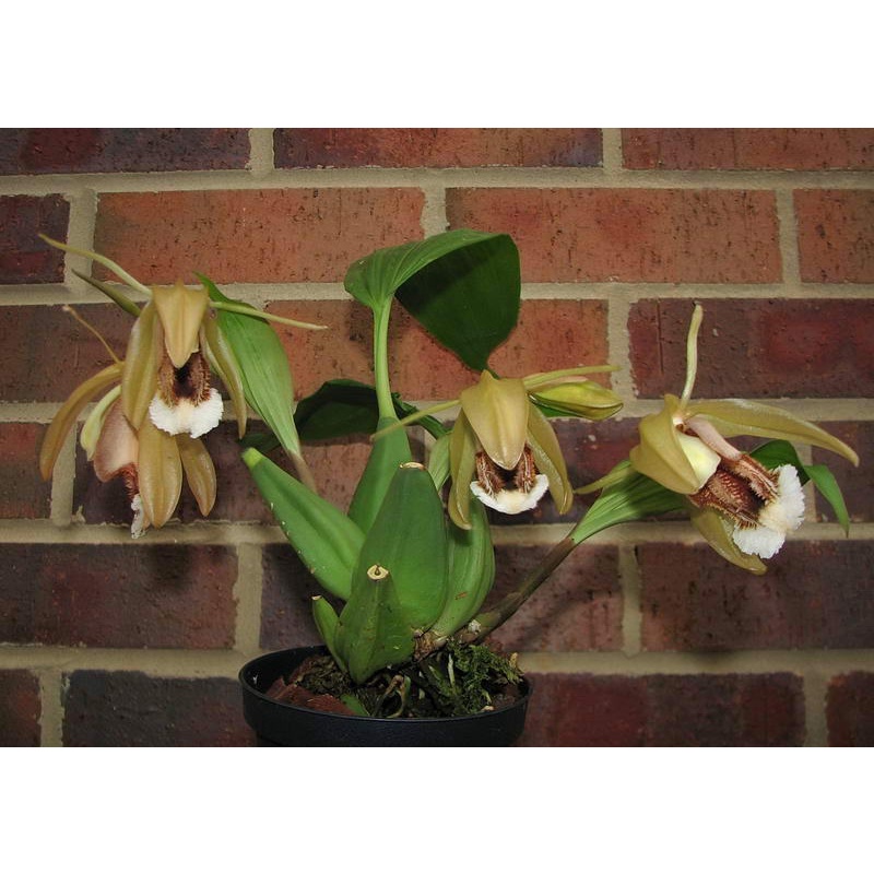 Jual Anggrek Hutan Cantik Coelogyne Speciosa Angrek Rajin Berbunga