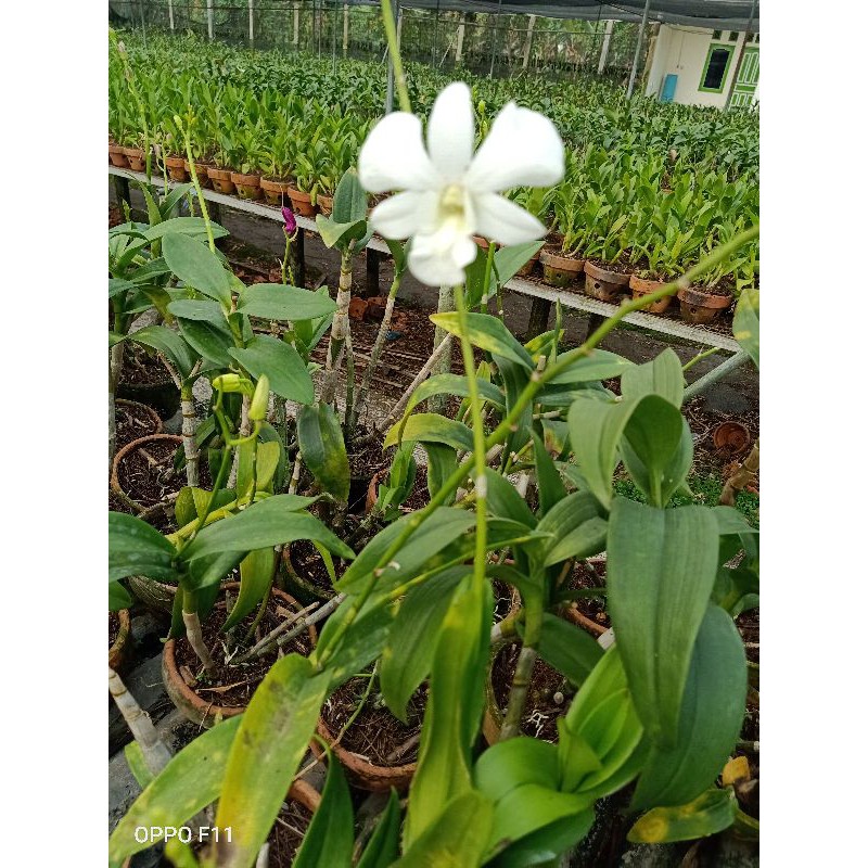 Jual ANGGREK DENDROBIUM DEWASA TANAMAN HIAS Shopee Indonesia