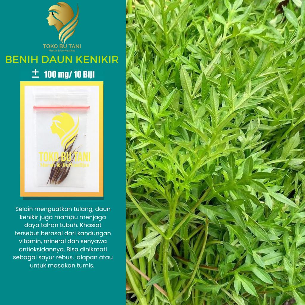 Jual Bibit Sayuran Benih Sayur Sayuran Paket Lengkap Tanaman Hidroponik