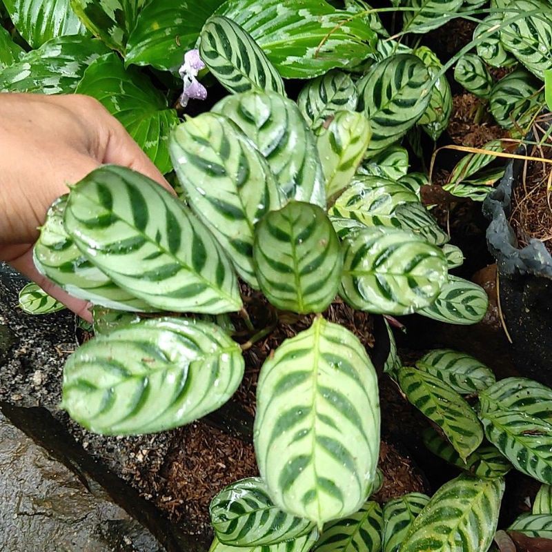 Jual Calathea Burle Marxii Maranta Burle Marxii Tanaman Calatea