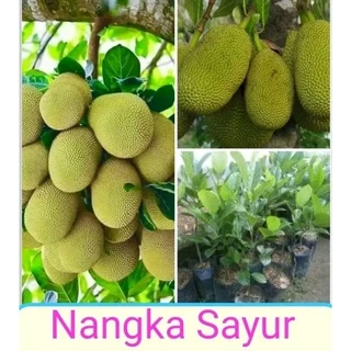 Jual Bibit Nangka Sayur Harga Terbaik Termurah November 2024 Shopee