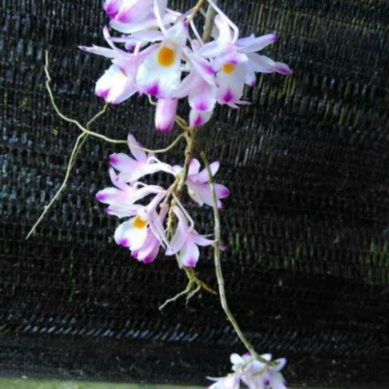 Jual Anggrek Dendrobium Spathilingue Spesies Shopee Indonesia