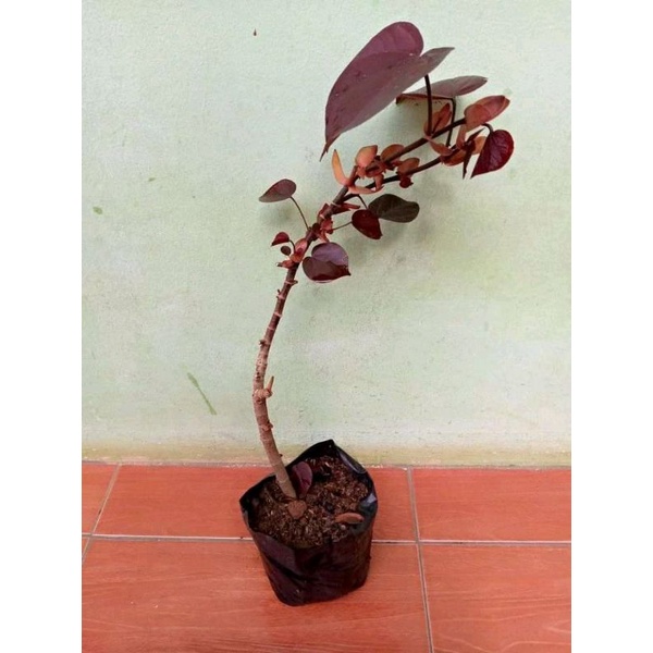 Jual Cod Waru Merah Super Red Bahan Bonsai Berkualitas Shopee Indonesia