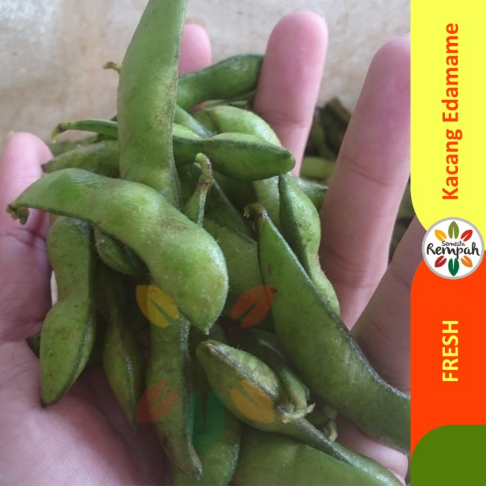 Jual Edamame Kacang Edamame Segar 1kg Perkebunan Lokal Semesta Rempah