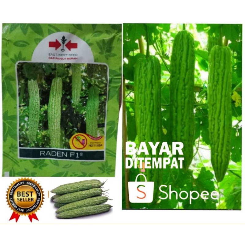 Jual 50 BENIH Biji BIBIT TANAMAN SAYUR SAYURAN Pare Paria RADEN F1