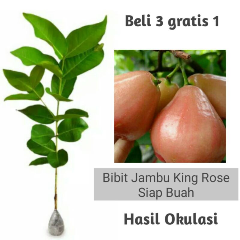 Jual Bibit Jambu Air King Rose Super Murah Shopee Indonesia