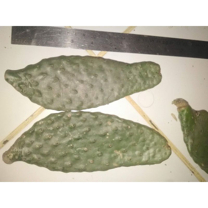 Jual Kaktus Opuntia Consolea Gomei 19cm Shopee Indonesia