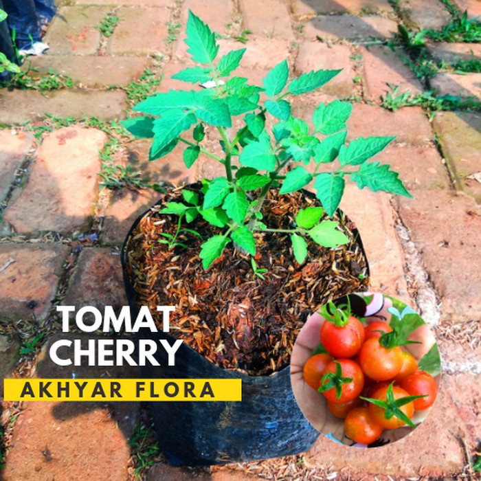 Jual Tanaman Tomat Cherry Bibit Tanaman Buah Tomat Cherry Bukan Biji