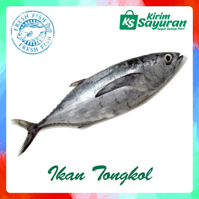 Jual Ikan Tongkol Segar 500 G Shopee Indonesia