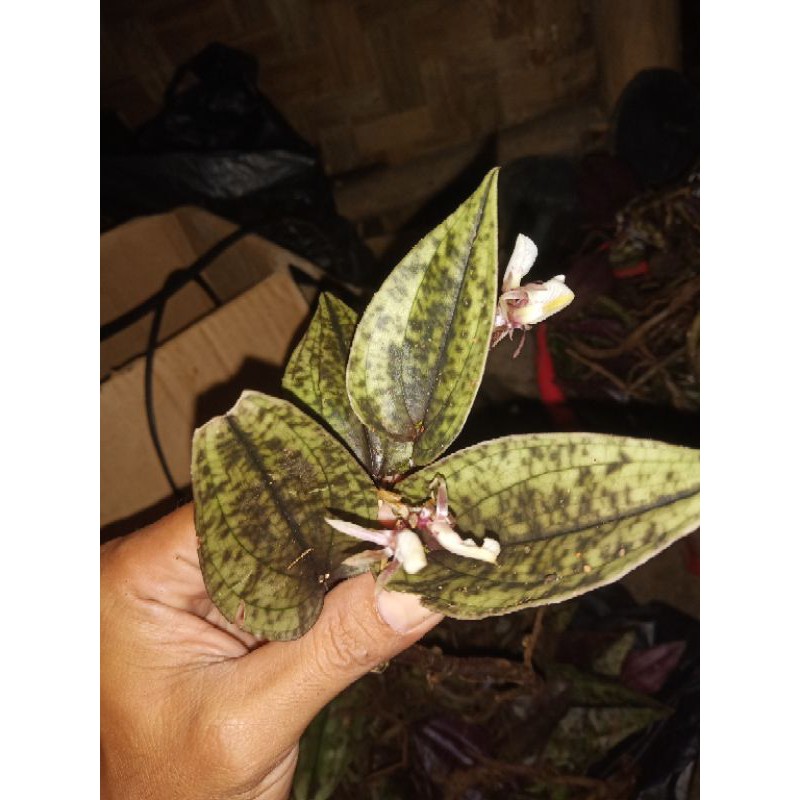 Jual Anggrek Jewel Orchid Nephelaphyllum Shopee Indonesia