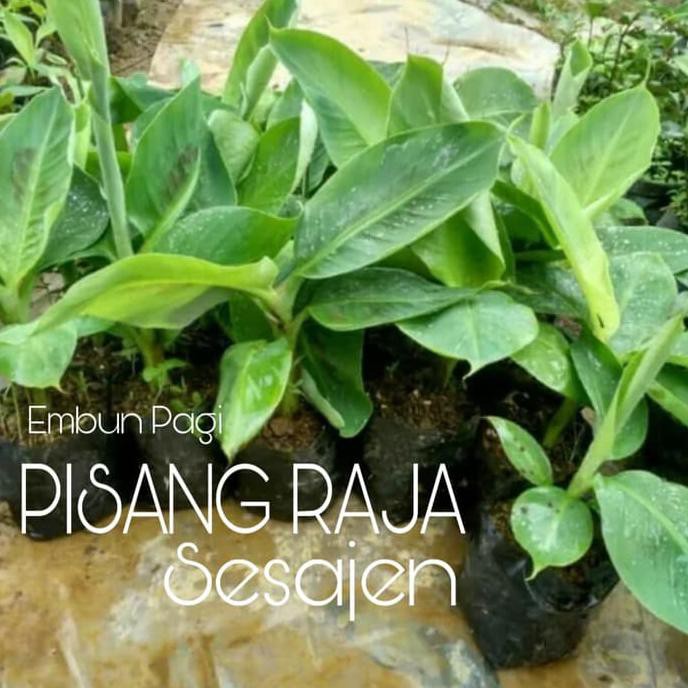 Jual Bibit Pohon Buah Pisang Raja Sesajen Hasil Dari Kultur Jaringan