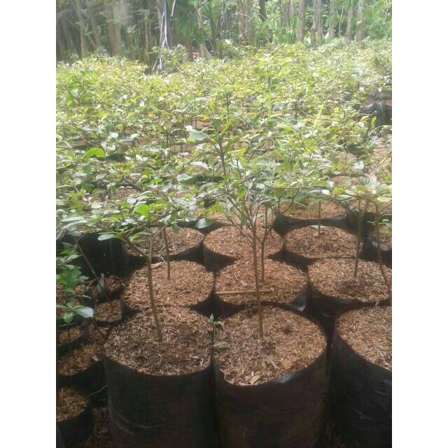 Jual Jual Bibit Pohon Ketapang Kencana Shopee Indonesia