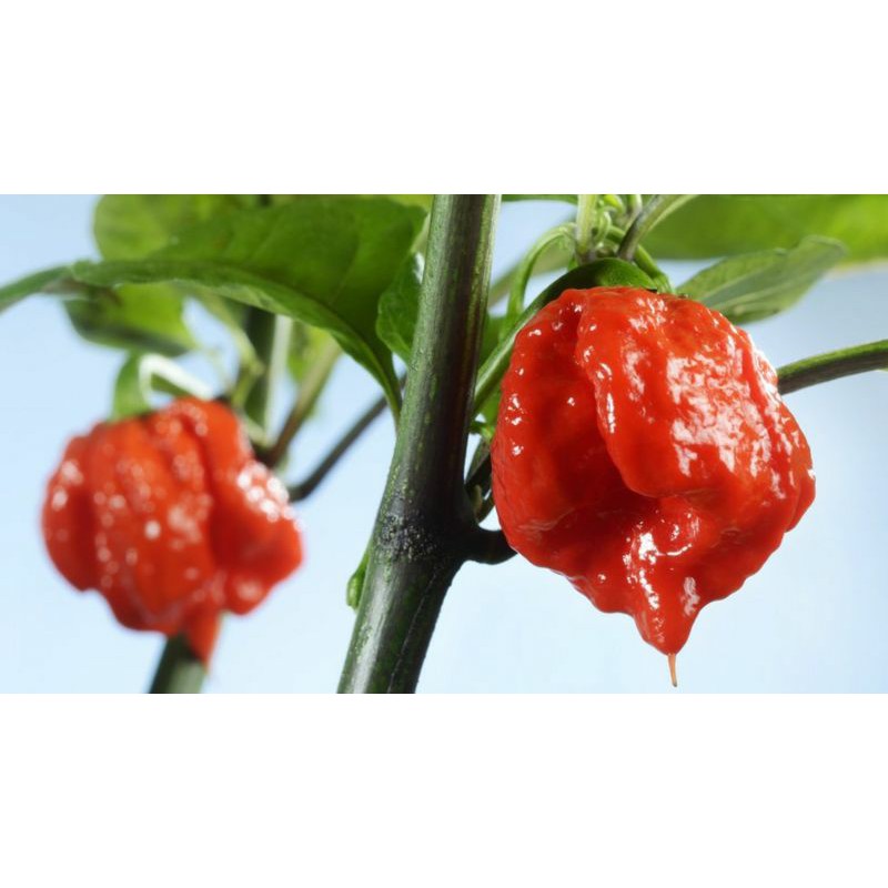 Jual Biji Cabai Carolina Reaper Shopee Indonesia