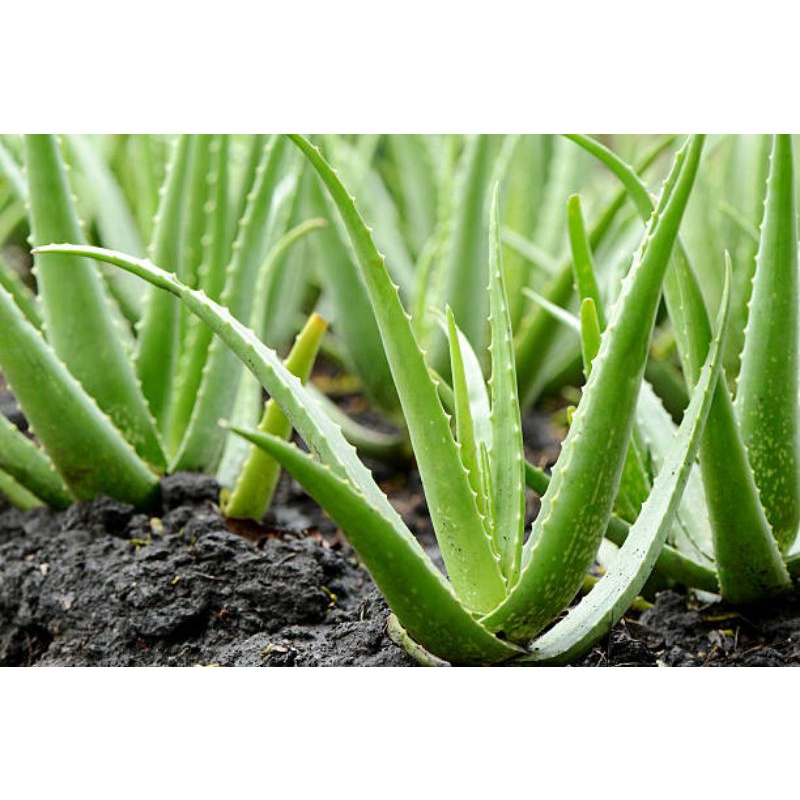 Jual Bibit Dan Pelepah Daun Lidah Buaya Aloe Vera Shopee Indonesia