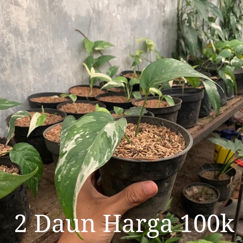 Jual Bibit Monstera Epipremnum Variegata Monstera Varigata Monstera