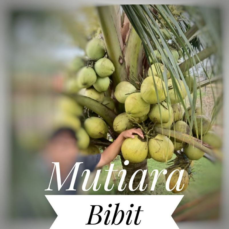 Jual Bibit Kelapa Genjah Mentok ORI Kelapa Ijo Pohon Pendek Dan Ukuran