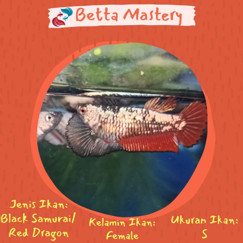 Jual Ikan Cupang FEMALE BLACK SAMURAI RED SAMURAI Ikan Cupang Female