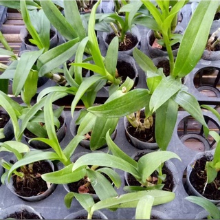 Jual Seedling Anggrek Dendrobium Black Thailand Anggrek Dendrobium