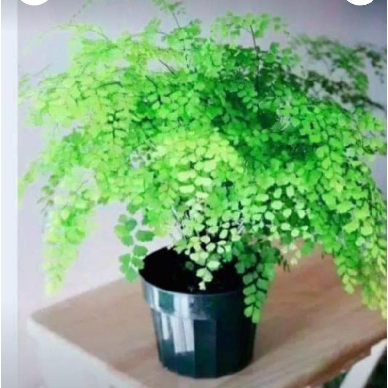 Jual Tanaman Hias Suplir Daun Kecil Shopee Indonesia