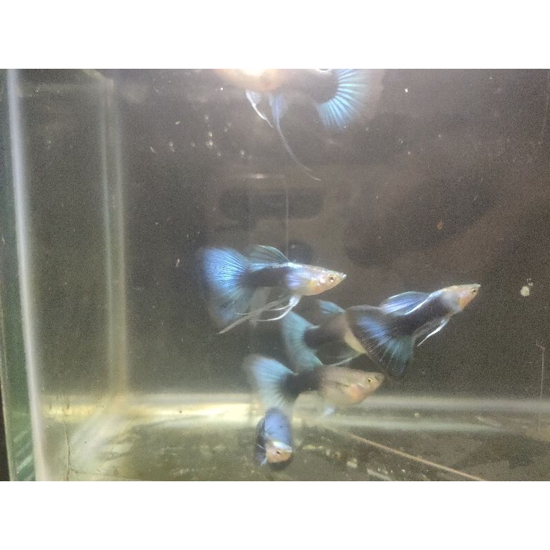 Jual Ikan Hias Guppy HB BLUE HALF BLACK BLUE DELTA TAIL Shopee