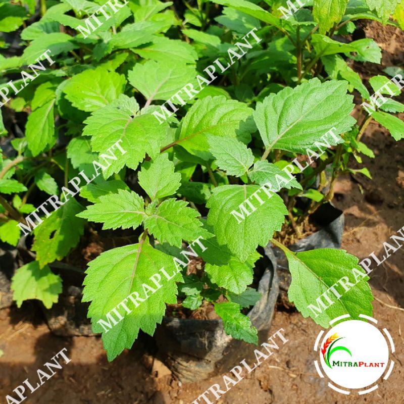 Jual Bibit Pohon Nilam Tanaman Daun Nilam Tanamam Herbal Shopee