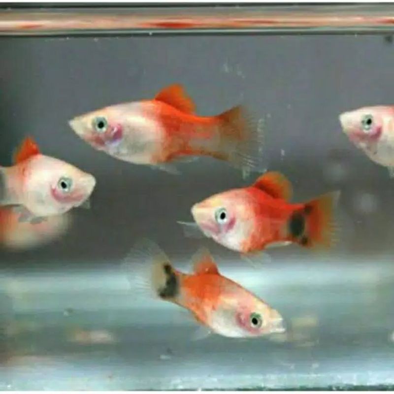 Jual Ikan Platy Caroline Mickey Mouse Shopee Indonesia