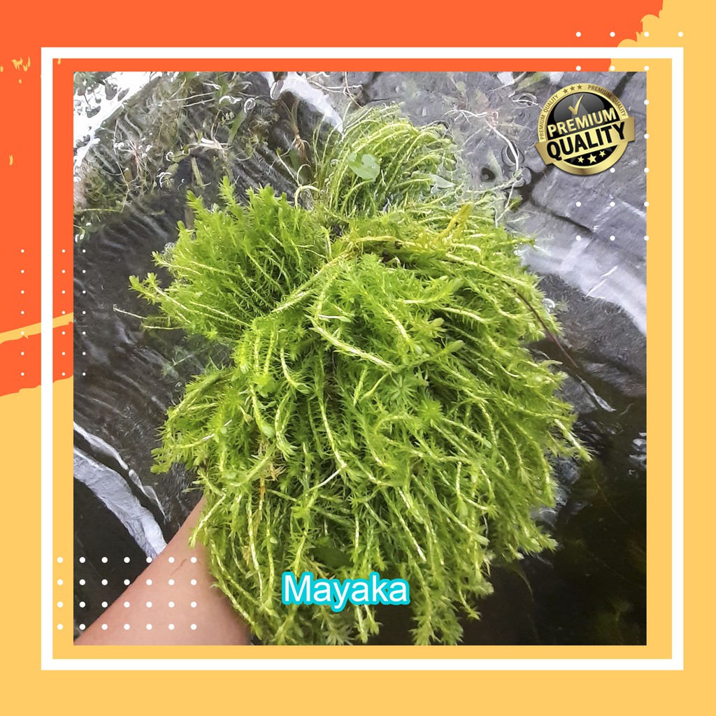 Jual Paket 50 Batang Mayaka Tanaman Aquascape Hiasan Aquarium Tanaman