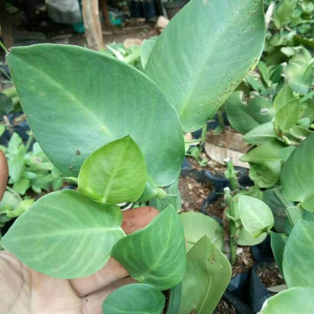 Jual Tanaman Rambat Dolar Daun Besar Pohon Dollar Rambat Besar