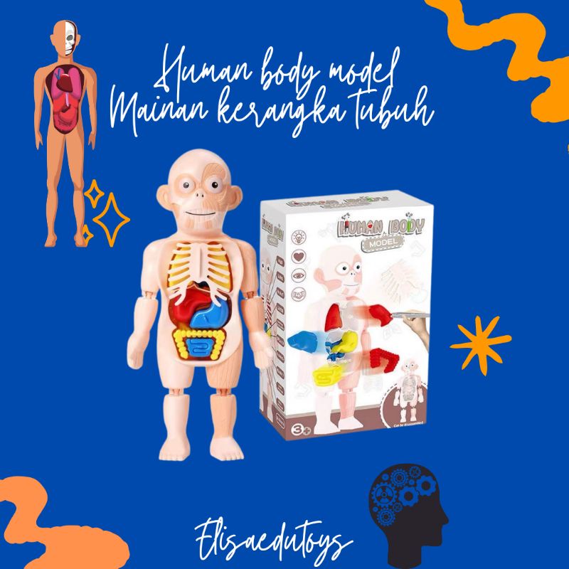 Jual Human Body Puzzle Skeleton Model Set Mainan Alat Peraga Tubuh