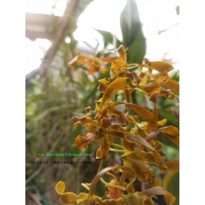 Jual Anggrek Dendrobium Black Spider X Sylvanum Flava Remaja Shopee