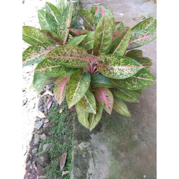 Jual Aglaonema Big Roy Termurah Tanaman Hias Shopee Indonesia