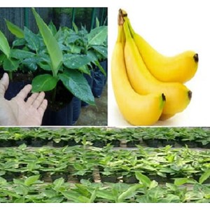 Jual Jual 100 Bibit Pohon Pisang Cavendish Kuning Dari Kultur Jaringan