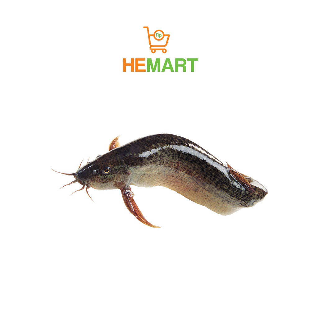 Jual Ikan Lele Segar Ikan Segar Bandung Gr Shopee Indonesia